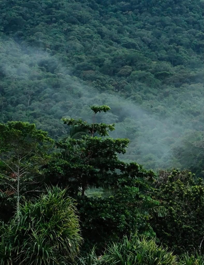 Atlantic Forest misty view